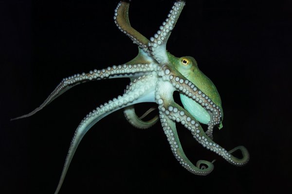 Как вывести деньги с kraken