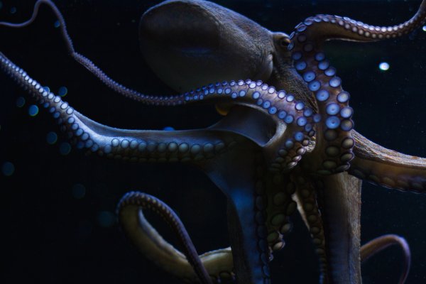 Ссылка на кракен тор kraken2 4aa337