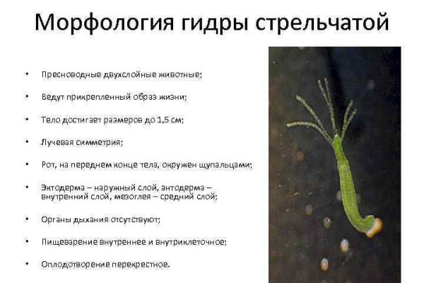 Кракен сайт at