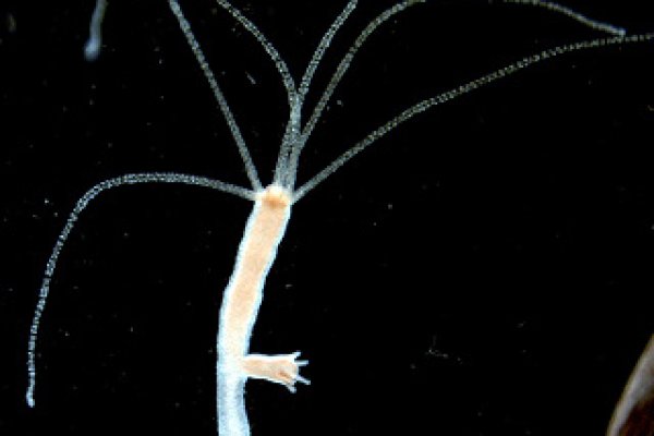 Kraken 13 at